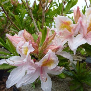 Azálea-da-China Irene Koster - <i>Azalea × occidentale</i> em vaso de 4 L / 5 L.