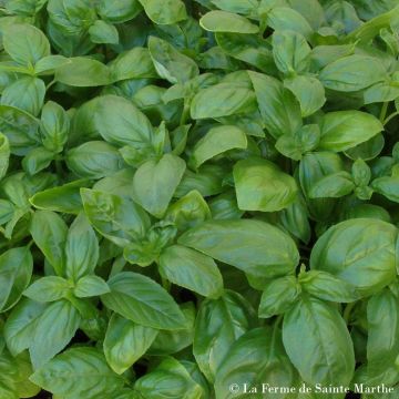 Manjericão Aton - Ferme de Sainte Marthe Bio
