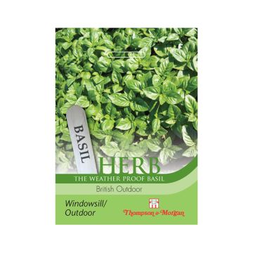 Manjericão British Outdoor