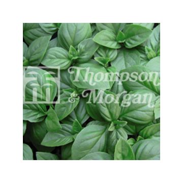 Manjericão Christmas