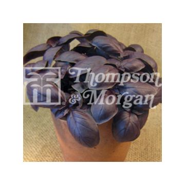 Manjericão Crimson King