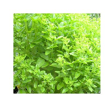 Manjericão Kubanischer Strauch - Manjericão cubano