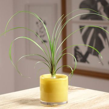 Beaucarnea recurvata