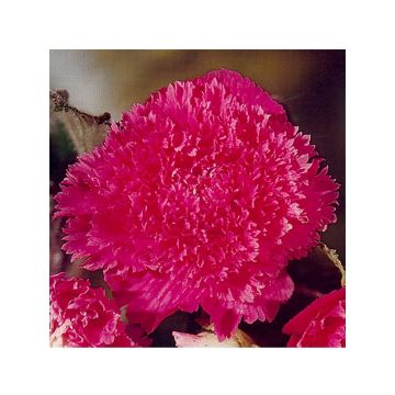Begónia Fimbriata Rosa