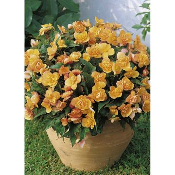 Begónia multiflora Richard Galle