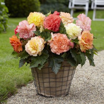 Begónia Fimbriata Samba em mistura