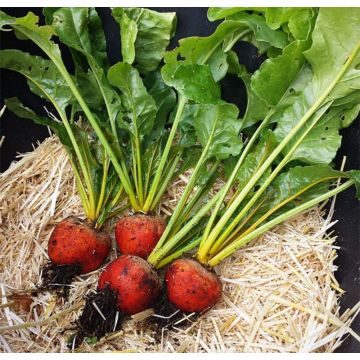 Betteraba Burpee's Golden Bio