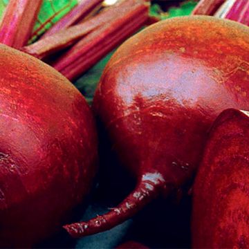 Beterraba vegetal Rote Kugel 2 Garden Bio sementes