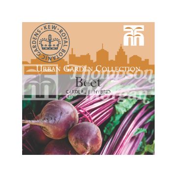 Beterraba Cardeal F1