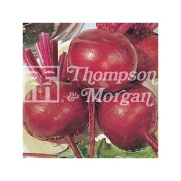 Beterraba vermelha Detroit 2 Crimson Globe