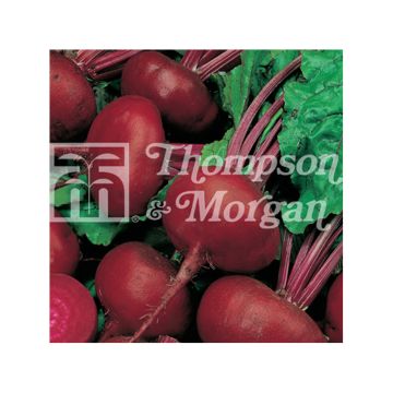 Beterraba Vermelha Paonazza d'Egitto