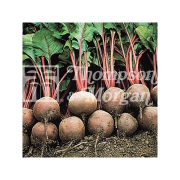 Beterraba Vermelha Red Ace F1