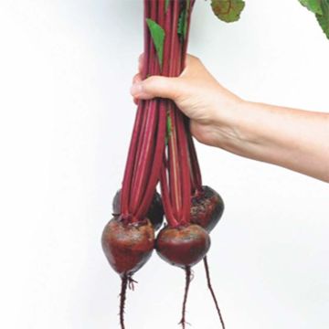 Beterraba Vermelha Moulin Rouge - Variedade monogérmica