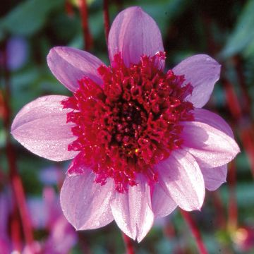 Dália anémona Blue Bayou