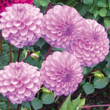 Dália bola Boy Scout