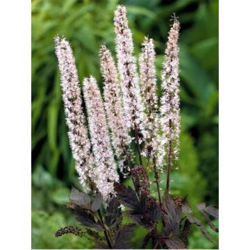 Actaea simplex Pink Spike