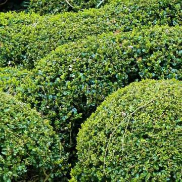 Buxus sempervirens