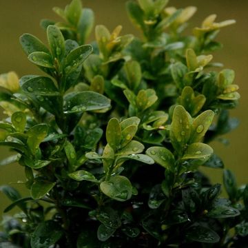 Buxus sempervirens Suffruticosa em vaso pequeno
