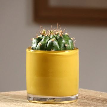 Gymnocalycium baldianum - Cacto
