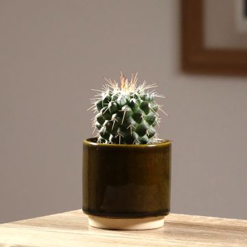 Mammillaria baxteriana - Cacto