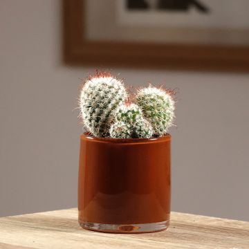 Mammillaria bombycina - Cacto