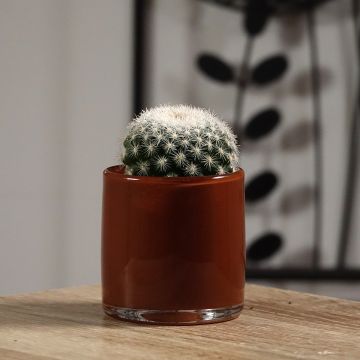 Mammillaria candida - Cacto