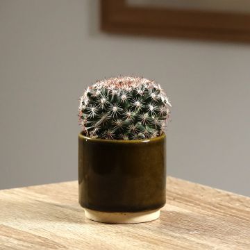 Mammillaria heyderi - Cacto