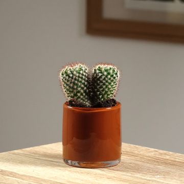 Mammillaria spinosissima f. rubrispina - Cacto