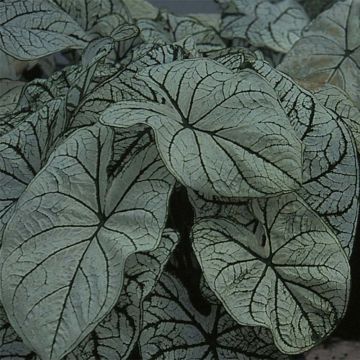 Caladium bicolor Candidum