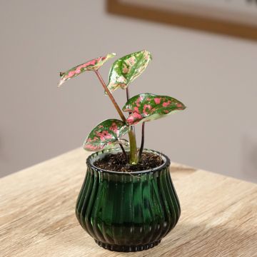 Caladium bicolor Purple Light