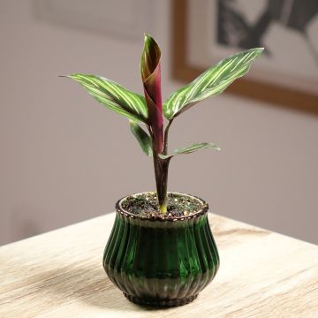 Calathea Meili - Calatéia