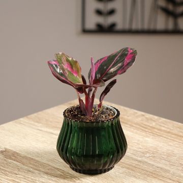 Calathea roseopicta Princess Jessie - Calatéia