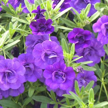Calibrachoa Can-Can Rosies Blue - Mini-petúnia