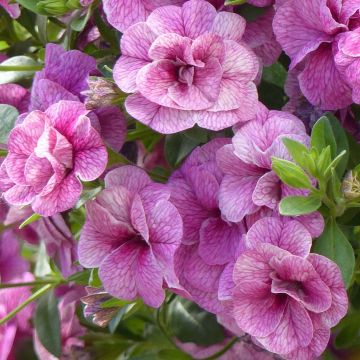 Calibrachoa Can-Can Rosies Pink Vein - Mini-petúnia