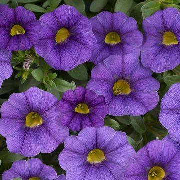 Calibrachoa Superbells Unique Blue Violet