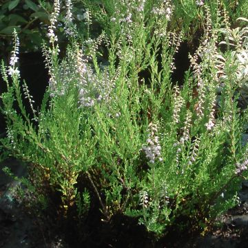 Calluna vulgaris Spring Torch