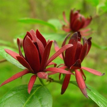 Calycanthus floridus