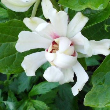 Calycanthus Venus