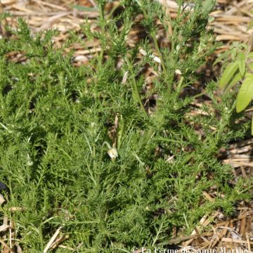 Camomila-vulgar / Camomila-alemã - Ferme de Sainte Marthe Bio