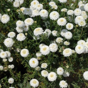 Chamaemelum nobile Ligulosum