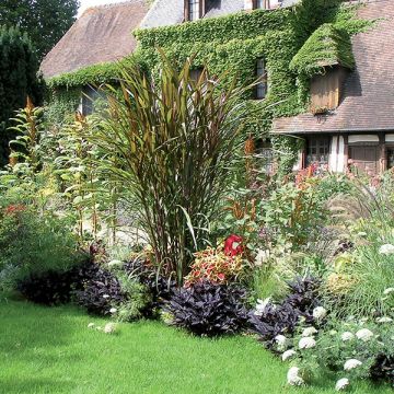 Saccharum officinarum violaceum