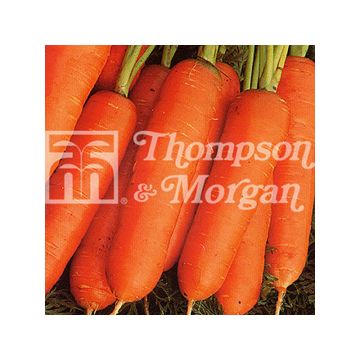 Cenoura Nantes 2 Frubund