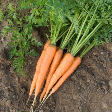 Cenoura Rothhild - Ferme de Sainte Marthe Bio