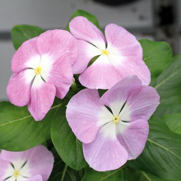 Vinca-de-madagascar Titan F1 Lavender Blue Halo
