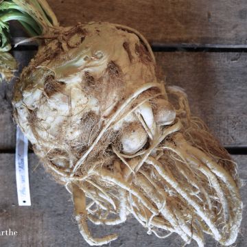 Aipo-rábano Alba - Ferme de Sainte Marthe Bio