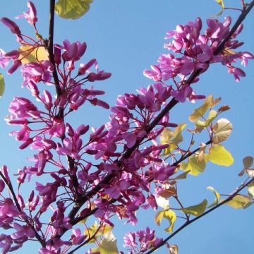 Cercis siliquastrum
