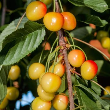 Cerejeira Bladoróżowa - Prunus avium
