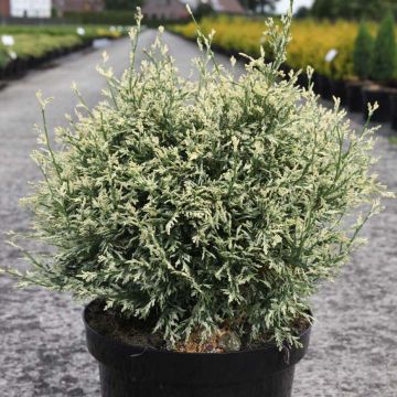 Cipreste-de-Lawson Pearly Swirls - Chamaecyparis lawsoniana