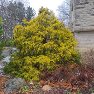 Chamaecyparis pisifera Filifera Aurea