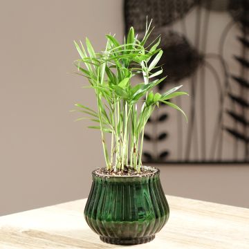 Chamaedorea elegans - Palmeira-anã